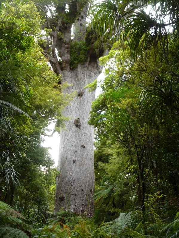 004 Largest Kauri Tree 16th Dec 2012.JPG